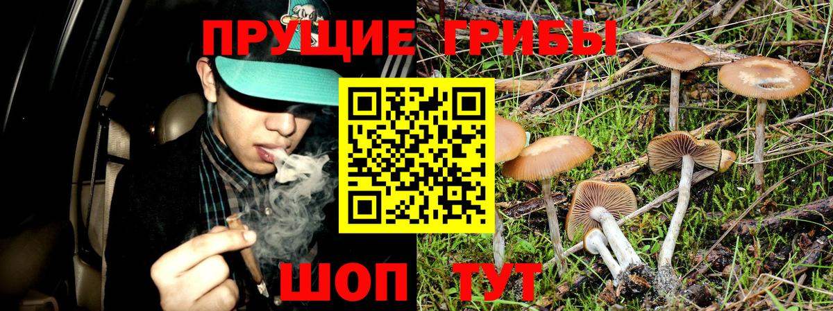 Галлюциногенные грибы Psilocybine cubensis Вольск